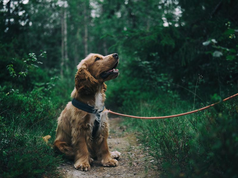english-cocker-spaniel-puppy-sitting-on-ground-beside-grass-1254140a