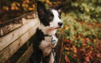 Is jouw hond blij of heeft hij stress?